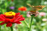 beautiful nature scene, butterfly on flower