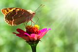 beautiful nature scene, butterfly on flower