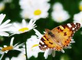 beautiful nature scene butterfly on daisy flower
