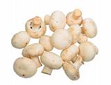 Group of white field mushroom.