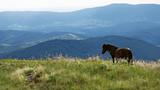 a horse in highlands