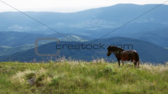 a horse in highlands