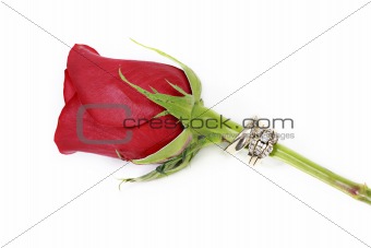 Red rose with rings on white