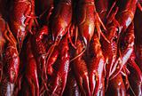  red crawfish