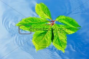 Wet Leaf