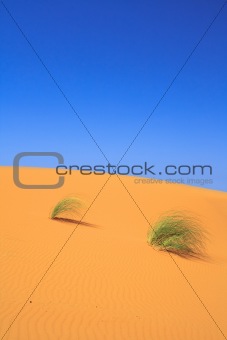 lonely tufts of grass on sand dune