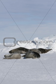 Weddell seals (Leptonychotes weddellii)