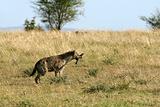 Spotted hyena (Crocuta crocuta)
