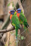 color parrots