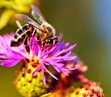 Honey bee on Knapweed