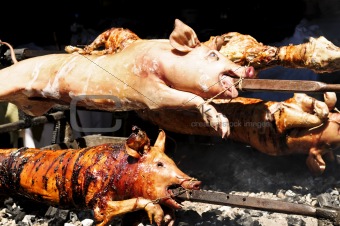Roasted pigs