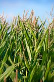 close up of gren corn plants with blue sky