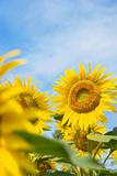 Sunflower Feld