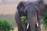 Closeup of Elephant Eating