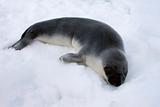 Hooded seal pup
