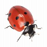 Ladybird isolated on a white background
