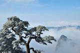 Pine Trees and Sea of Clouds