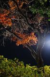 night maple tree