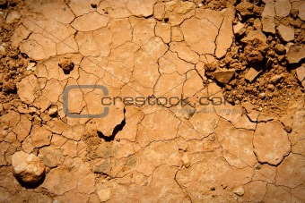 Cracked earth texture with plants