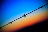 close-up of barbed wire dripping on sunset sky 