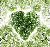 Heart, consisting of branches