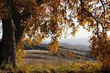 Large oak tree in autumn