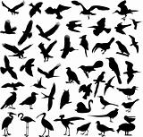 birds silhouettes collection