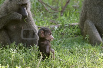 Olive baboons (Papio anubis)