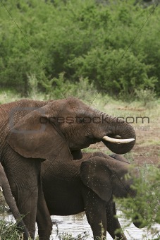 Elephants  (Loxodonta africana)