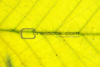 autumn leaf closeup