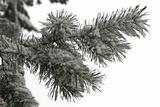 winter branch of pine