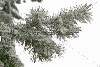 winter branch of pine