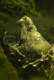 Turtle cayman