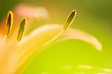 abstract tiger lily close-up photo