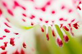 abstract flower(Lilium speciosum var. gloriosoides )