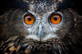 Staring owl
