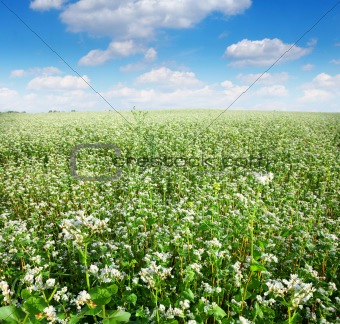 field of buckwheat