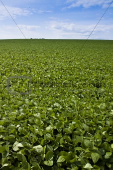 Soybean Field and Blue Sky