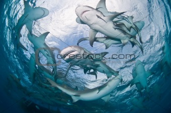 Lemon Sharks in the Bahamas