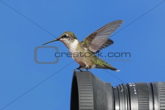 Ruby-throated Hummingbird With A Camera