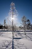 Frozen birch tree