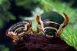 diving beetle