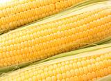 Yellow corns isolated on white