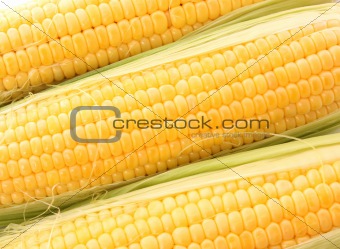 Yellow corns isolated on white