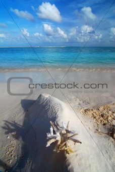 Beach and coral