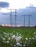Dandelions and electricity pylons