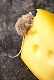 Mouse on the cheese
