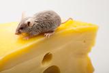 Little mouse and cheese