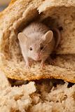 Rat in a bread