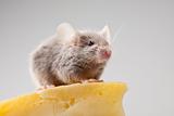 Close up on little mouse and cheese